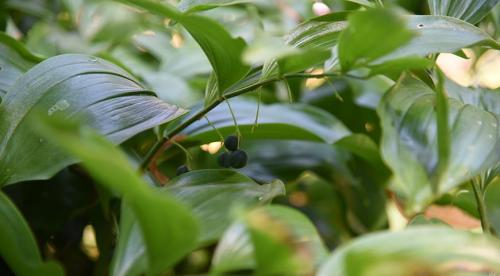 Что посадить в тенистом месте в верхнем, среднем и нижнем ярусе 04 Что посадить в тенистом месте в верхнем, среднем и нижнем ярусе 04