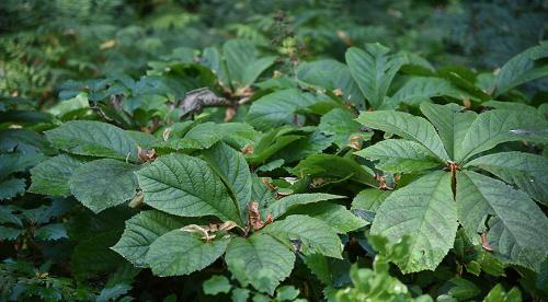 Что посадить в тенистом месте в верхнем, среднем и нижнем ярусе 03 Что посадить в тенистом месте в верхнем, среднем и нижнем ярусе 03