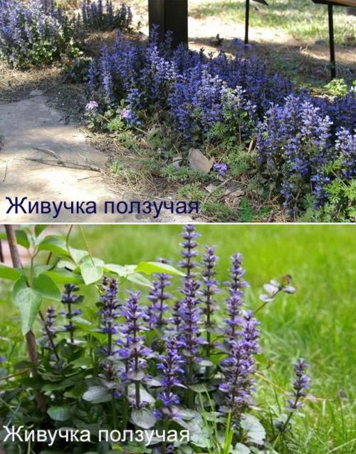 Что посадить в тени дома. Неприхотливые, тенелюбивые, многолетние растения для сада – названия и фото