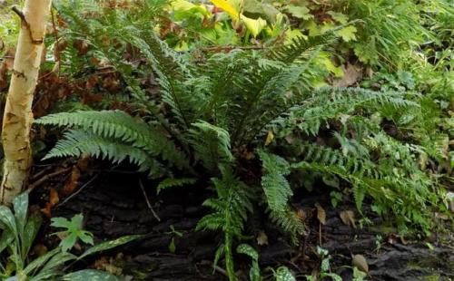 Что посадить в тени дома. Неприхотливые, тенелюбивые, многолетние растения для сада – названия и фото