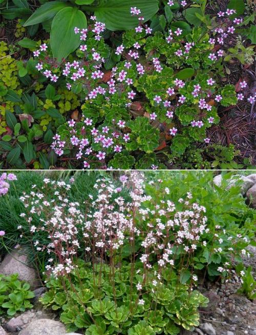 Что посадить в тени дома. Неприхотливые, тенелюбивые, многолетние растения для сада – названия и фото