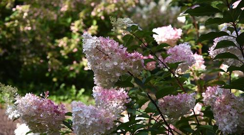 Что посадить в тенистом месте в верхнем, среднем и нижнем ярусе 01 Что посадить в тенистом месте в верхнем, среднем и нижнем ярусе 01
