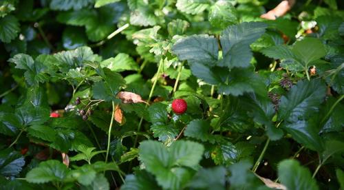 Что посадить в тенистом месте в верхнем, среднем и нижнем ярусе 06 Что посадить в тенистом месте в верхнем, среднем и нижнем ярусе 06