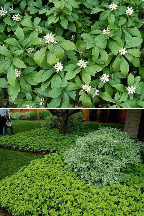 Что посадить в тени дома. Неприхотливые, тенелюбивые, многолетние растения для сада – названия и фото