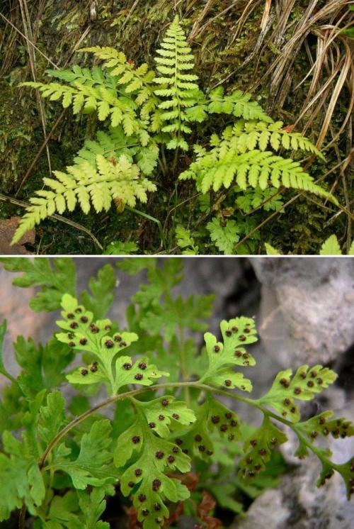 Что посадить в тени дома. Неприхотливые, тенелюбивые, многолетние растения для сада – названия и фото