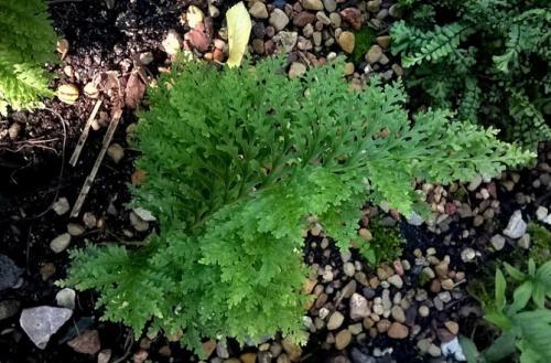 Что посадить в тени дома. Неприхотливые, тенелюбивые, многолетние растения для сада – названия и фото