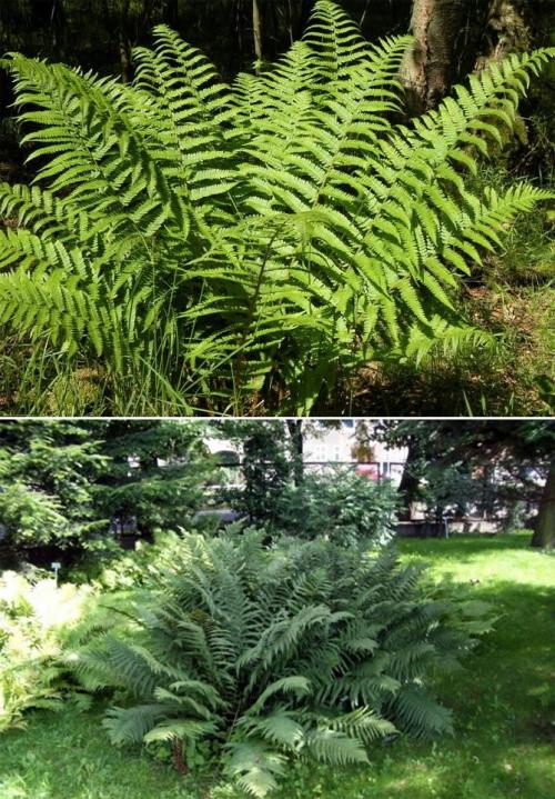 Что посадить в тени дома. Неприхотливые, тенелюбивые, многолетние растения для сада – названия и фото