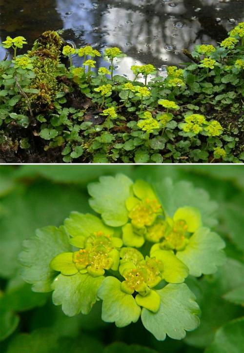 Что посадить в тени дома. Неприхотливые, тенелюбивые, многолетние растения для сада – названия и фото