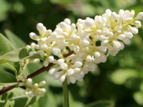 Что посадить в тенистом месте в верхнем, среднем и нижнем ярусе 13 Что посадить в тенистом месте в верхнем, среднем и нижнем ярусе 13