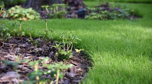 Что посадить в тенистом месте в верхнем, среднем и нижнем ярусе 05 Что посадить в тенистом месте в верхнем, среднем и нижнем ярусе 05