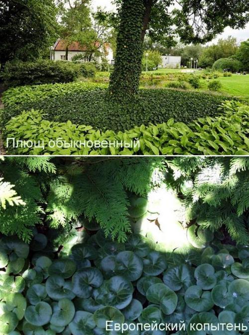 Что посадить в тени дома. Неприхотливые, тенелюбивые, многолетние растения для сада – названия и фото