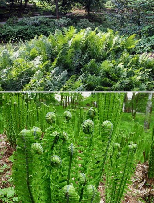 Что посадить в тени дома. Неприхотливые, тенелюбивые, многолетние растения для сада – названия и фото