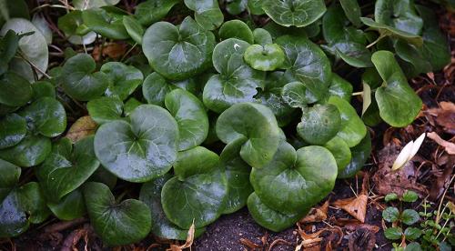 Что посадить в тенистом месте в верхнем, среднем и нижнем ярусе 07 Что посадить в тенистом месте в верхнем, среднем и нижнем ярусе 07