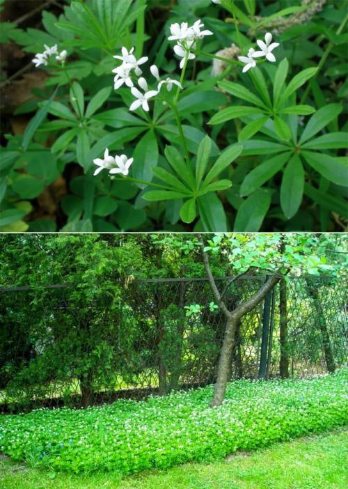 Что посадить в тени дома. Неприхотливые, тенелюбивые, многолетние растения для сада – названия и фото