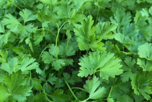 Тенелюбивые растения для сада многолетние. Неприхотливые, тенелюбивые, многолетние растения для сада – названия и фото 26 Тенелюбивые растения для сада многолетние. Неприхотливые, тенелюбивые, многолетние растения для сада – названия и фото 26