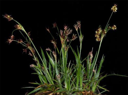 Тенелюбивые растения для сада многолетние. Неприхотливые, тенелюбивые, многолетние растения для сада – названия и фото