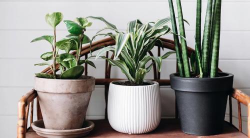 11 красивых цветов для тени и полутени. Цветы и декоративные тенелюбивые растения 11 11 красивых цветов для тени и полутени. Цветы и декоративные тенелюбивые растения 11