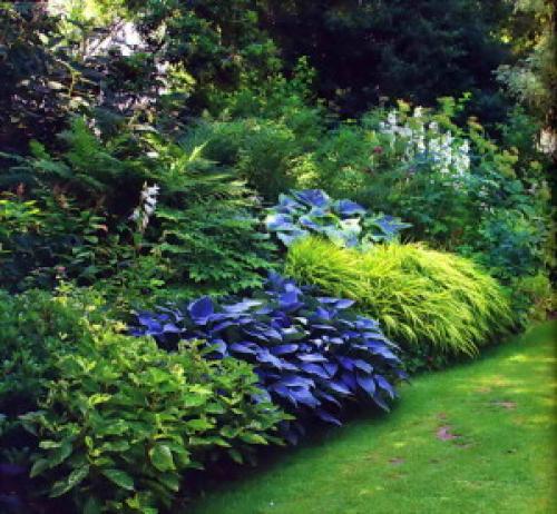 Схемы клумб из многолетников для тени. Варианты цветников в тени