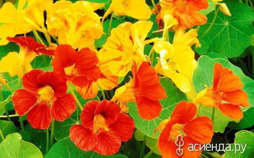 Однолетние цветы, которые растут в тени. Тенелюбивые однолетники