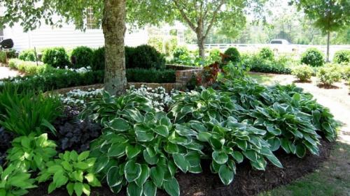 11 красивых цветов для тени и полутени. Цветы и декоративные тенелюбивые растения 28 11 красивых цветов для тени и полутени. Цветы и декоративные тенелюбивые растения 28