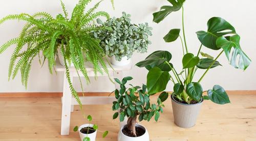 11 красивых цветов для тени и полутени. Цветы и декоративные тенелюбивые растения 06 11 красивых цветов для тени и полутени. Цветы и декоративные тенелюбивые растения 06