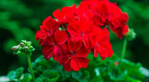 11 красивых цветов для тени и полутени. Цветы и декоративные тенелюбивые растения 07 11 красивых цветов для тени и полутени. Цветы и декоративные тенелюбивые растения 07