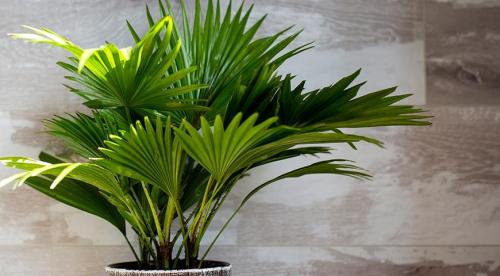 11 красивых цветов для тени и полутени. Цветы и декоративные тенелюбивые растения 09 11 красивых цветов для тени и полутени. Цветы и декоративные тенелюбивые растения 09