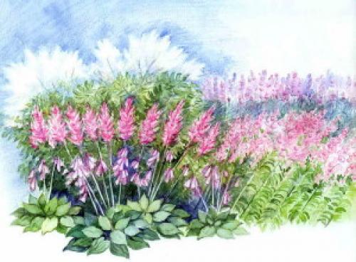 Схемы клумб из многолетников для тени. Варианты цветников в тени