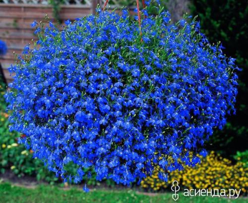 Однолетние цветы, которые растут в тени. Тенелюбивые однолетники
