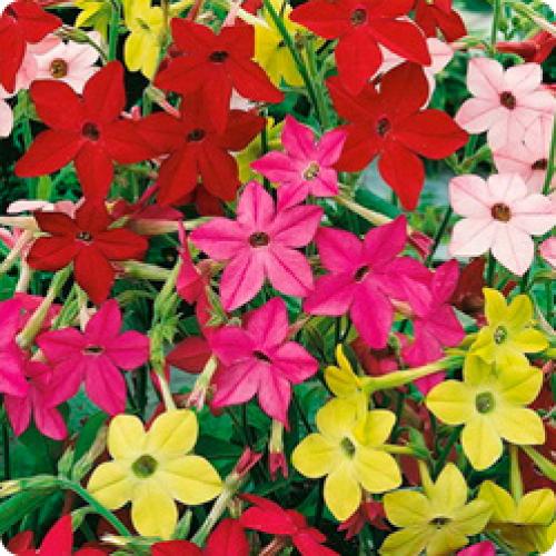 Тенелюбивые и теневыносливые растения для сада. ТЕНЕВЫНОСЛИВЫЕ ЦВЕТЫ ДЛЯ ДАЧИ