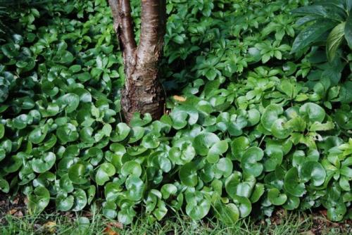 Тенелюбивые растения для сада и огорода. Тенелюбивые многолетники в саду, огороде (60 фото)