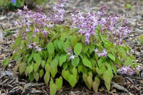 Тенелюбивые растения для сада и огорода. Тенелюбивые многолетники в саду, огороде (60 фото)