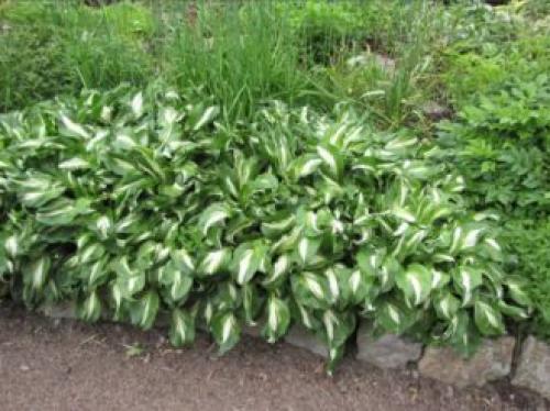 Тенелюбивые растения для сада и огорода. Тенелюбивые многолетники в саду, огороде (60 фото)