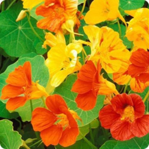 Тенелюбивые и теневыносливые растения для сада. ТЕНЕВЫНОСЛИВЫЕ ЦВЕТЫ ДЛЯ ДАЧИ