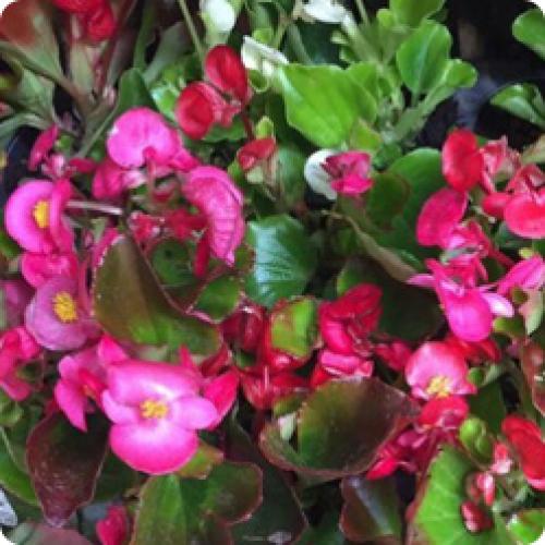 Тенелюбивые и теневыносливые растения для сада. ТЕНЕВЫНОСЛИВЫЕ ЦВЕТЫ ДЛЯ ДАЧИ