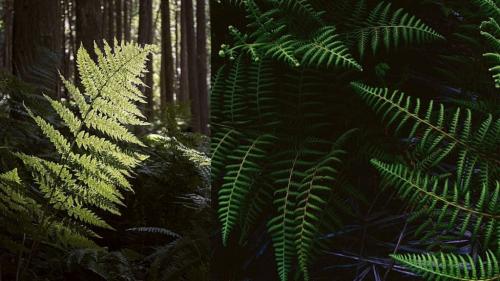 Тенелюбивые деревья для сада. Виды тени