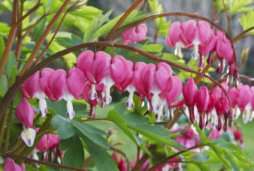 Тенелюбивые растения для сада и огорода. Тенелюбивые многолетники в саду, огороде (60 фото)