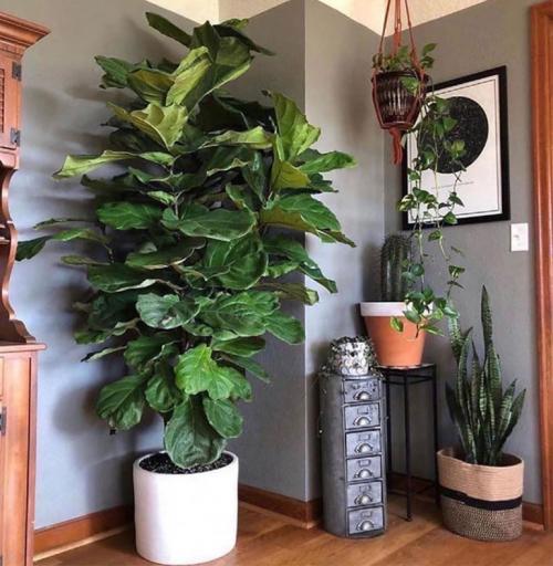 Тенелюбивые растения для дома. Потребность растений в освещении