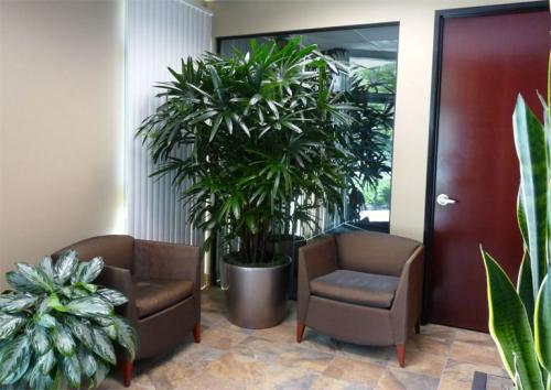 Тенелюбивые растения для дома. Потребность растений в освещении