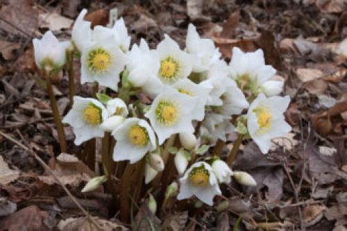 Тенелюбивые растения для сада и огорода. Тенелюбивые многолетники в саду, огороде (60 фото)