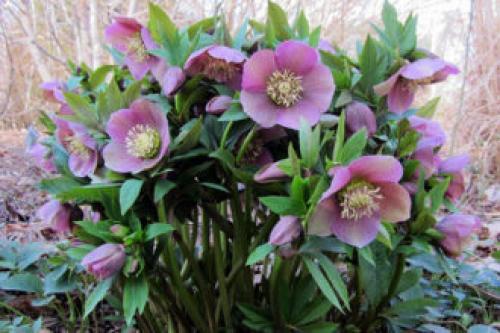 Тенелюбивые растения для сада и огорода. Тенелюбивые многолетники в саду, огороде (60 фото)