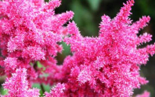 Тенелюбивые растения для сада и огорода. Тенелюбивые многолетники в саду, огороде (60 фото)