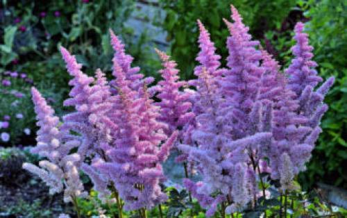 Тенелюбивые растения для сада и огорода. Тенелюбивые многолетники в саду, огороде (60 фото)