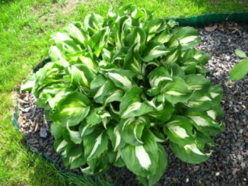 Тенелюбивые растения для сада и огорода. Тенелюбивые многолетники в саду, огороде (60 фото)