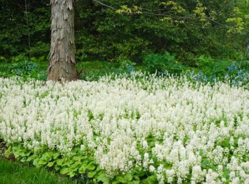 Тенелюбивые растения для сада и огорода. Тенелюбивые многолетники в саду, огороде (60 фото)