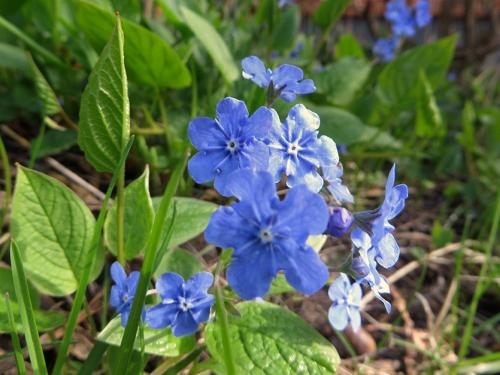 Быстрорастущие почвопокровные растения. Почвопокровники в саду. Как выбрать?