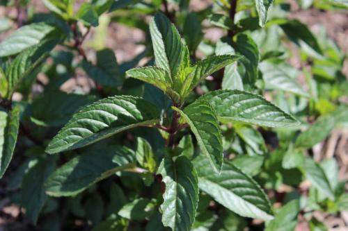 Что посадить в тени на участке. Примула 09 Что посадить в тени на участке. Примула 09