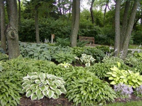 Что посадить в тени возле дома. Теневыносливые деревья и кустарники: виды, посадка и уход