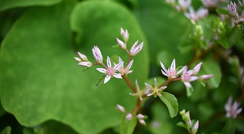 Тенелюбивые почвопокровные растения для сада. Почвопокровные цветущие многолетники - красивые и ухоженные клумбы без хлопот! 05 Тенелюбивые почвопокровные растения для сада. Почвопокровные цветущие многолетники - красивые и ухоженные клумбы без хлопот! 05