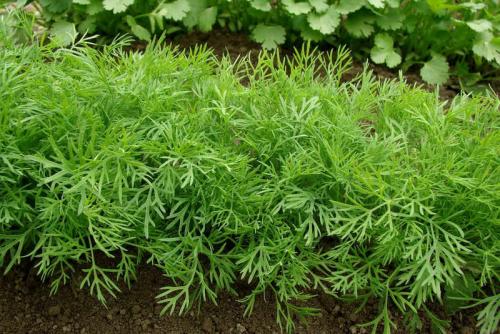 Что посадить в тени на участке. Примула 13 Что посадить в тени на участке. Примула 13